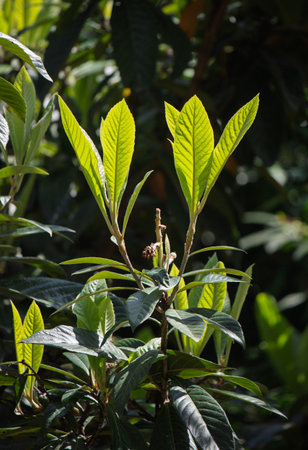 A lush green plant with several leaves is growing in the shade. The leaves are vibrant and healthy, giving the plant a fresh and lively appearance. The plant is surrounded by other plantsの写真素材
