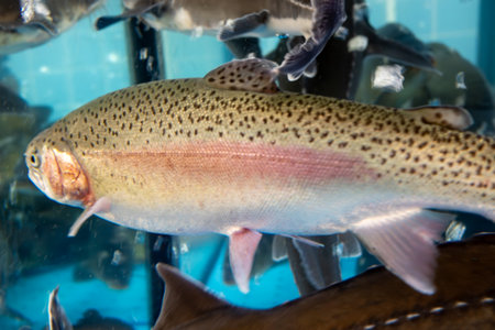 A rainbow trout is swimming in a tank with other fish. The fish are swimming in the water and the tank is blueの写真素材