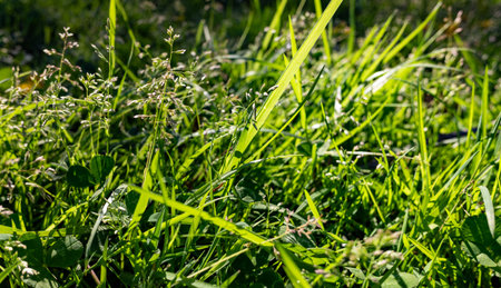 Green leaves under the sun. Summer landscape.の写真素材
