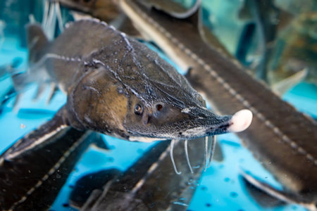 A fish with a long snout is swimming in a blue tank with other fish. The tank is filled with water and the fish are swimming around, some closer to the front of the tank and others further backの写真素材