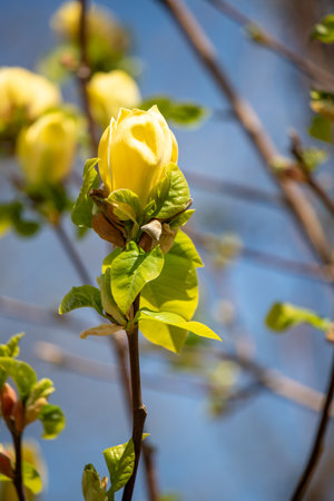 Magnolia lily flowers in nature against the sky.の写真素材
