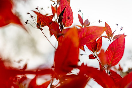 A close up of red leaves on a tree. The leaves are in various stages of ripeness, with some still green and others already red. Scene is one of autumn, with the leaves falling from the treeの写真素材