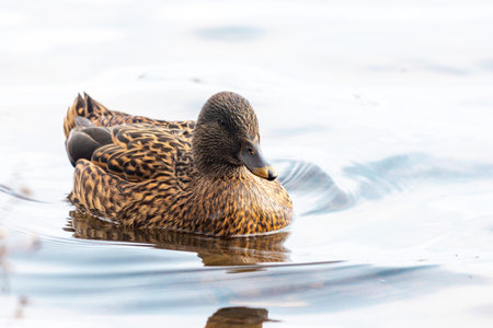 A duck is swimming in a body of water. The duck is brown and black. The water is calmの写真素材