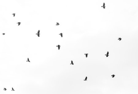 A flock of birds flying in the sky. The birds are mostly black and white. The sky is mostly white with a few cloudsの写真素材