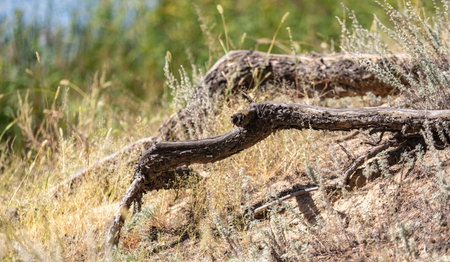 A long branch is laying on the ground in a field. The branch is brown and has a few leaves on it. The field is dry and has a lot of grassの写真素材