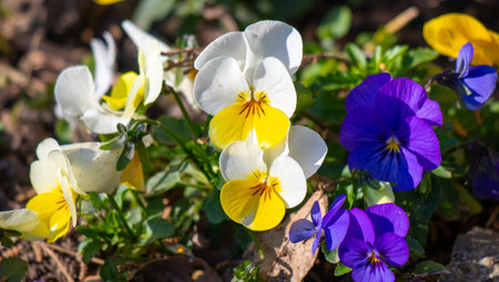 Violet flowers closeup in spring in nature.の写真素材