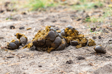 A pile of dung is on the ground. The dung is brown and has a strong smell. The pile is large and is from a cow.の写真素材