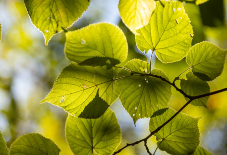A leafy tree branch with leaves that are green and have a yellowish tint. The leaves are full and healthy, and the sunlight is shining on them, making them look even more vibrantの写真素材