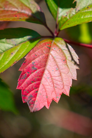 A leaf with a red stem and green leaves. The leaf is slightly dirty and has some spots on itの写真素材