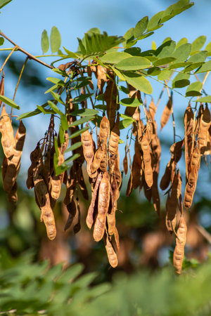 A tree with many nuts on it. The nuts are brown and have a dried up appearance. The tree is surrounded by green leavesの写真素材