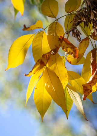 A tree branch with yellow leaves is in the sunlight. The leaves have spots. The branch has leaves.の写真素材