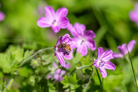 A bee is sitting on a purple flower. The flower is surrounded by green leaves. Concept of tranquility and harmony between the bee and the flowerの写真素材