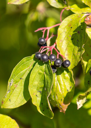 A cluster of black berries on a leaf. The leaf is green and has a few spotsの写真素材