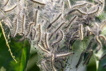 A group of caterpillars are crawling on a leaf. The caterpillars are covered in a fuzzy white substanceの写真素材