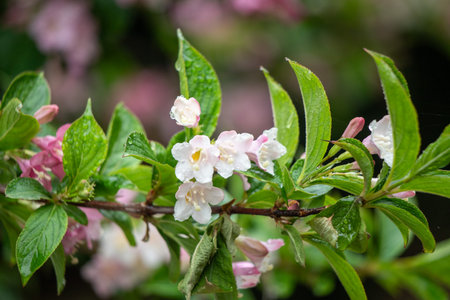 Bright blooming fruit trees in spring nature.の写真素材