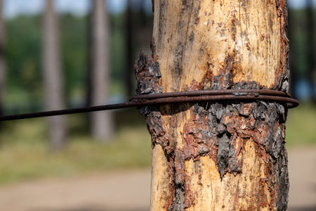 A tree with a wire wrapped around it. The wire is rusty and the tree is old. Scene is somewhat sad and lonelyの写真素材