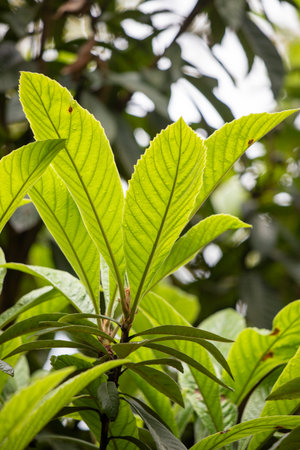 Green tree leaves on a blurred nature background.の写真素材