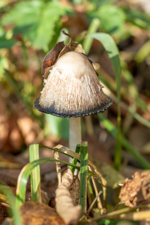 A mushroom is sitting on the ground in a grassy area. The mushroom is brown and black in colorの写真素材