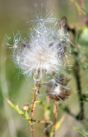 A small white flower with brown stems. The flower is surrounded by green leaves. The flower is very small and delicateの写真素材