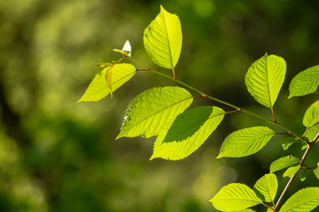 A leafy green branch with a leafy green leaf. The leaf is green and has a light green hueの写真素材