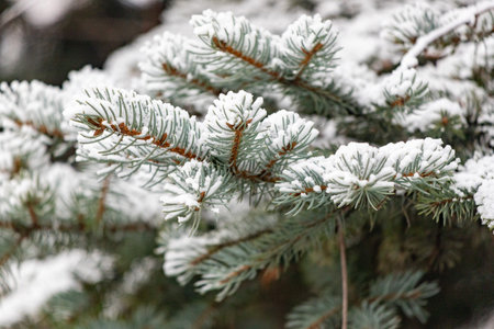 A branch of a pine tree covered in snow. The snow is white and the tree is green