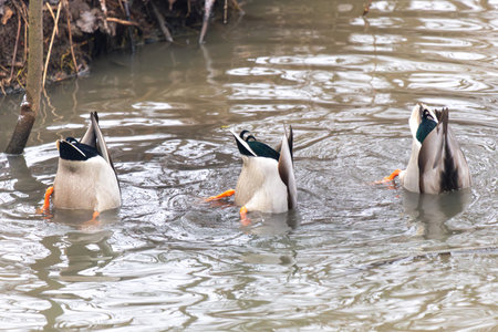 Mallard ducks swimming in the water. Male and female mallard ducks.の写真素材