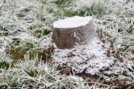 A tree stump covered in snow. The snow is covering the stump and the ground around it. The stump is surrounded by grass and the snow is covering the grass as wellの写真素材