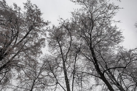 The trees are bare and the sky is cloudy. The trees are tall and thin. The sky is gray and overcast