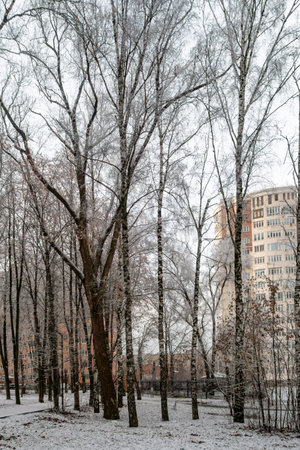 A snowy forest with a building in the background. The trees are covered in snow, creating a peaceful and serene atmosphere. The snow-covered ground and trees give the impression of a winter wonderlandの写真素材