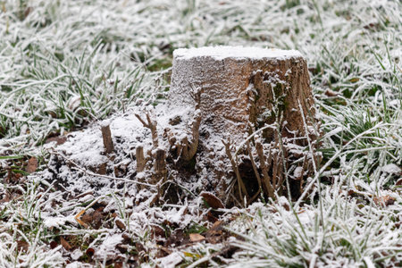 A tree stump covered in snow. The stump is surrounded by grass and has a few branches sticking out of it. Concept of stillness and tranquility, as the snow covers the groundの写真素材