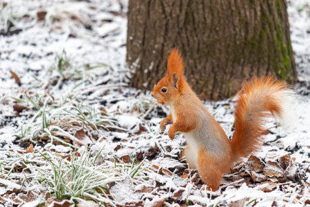 A small brown squirrel is standing in the snow. The snow is white and covers the ground. The...