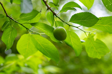 A green leafy tree with a small green fruit hanging from it. The fruit is a plum