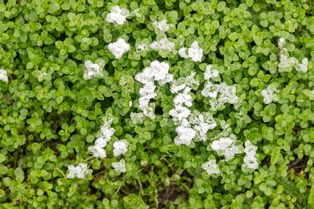 A field of green plants with white flowers. The flowers are covered in snow. The snow is covering...