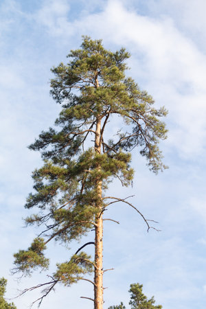 A tall pine tree stands in a clear blue sky. The tree is bare of leaves, but its trunk is thick and...
