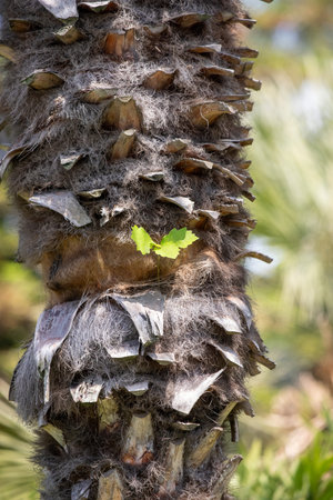 A tree trunk with a small green leaf growing out of it. The trunk is covered in bark and has a rough...
