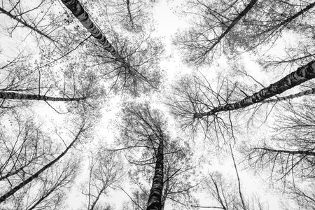 A close up of a forest with trees in the center of the image. The trees are bare and the sky is...