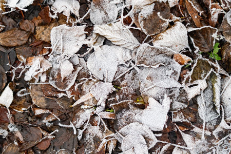A leaf covered in frost. The frost is covering the leaf in a way that it looks like it's been painted onの写真素材