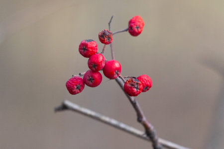 A branch with a bunch of red berries on it. The berries are small and appear to be dried up
