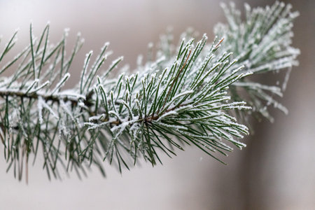 A snow covered pine tree branch with snow on it. The branch is bare and has no leaves