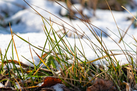 In the background you can see green grass under the snow and frozen leaves.の写真素材