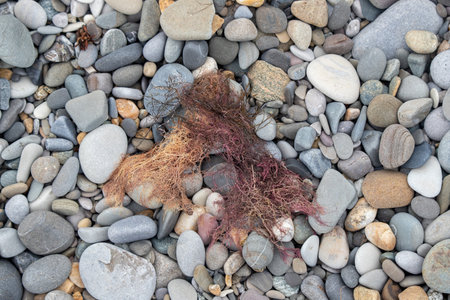 A rock covered in moss and a few other small rocks. The moss is brown and the rocks are grayの写真素材