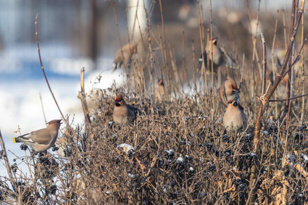 A group of birds are sitting in a field of branches. The birds are small and brown, and they are all gathered togetherの写真素材
