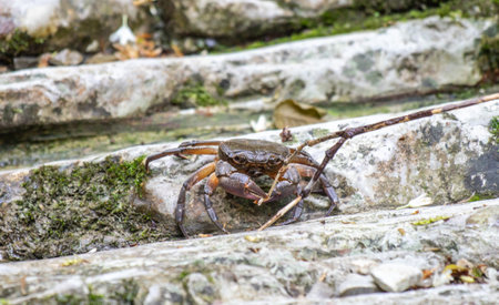 A crab is standing on a rock. The crab is brown and has a black head. The rock is grey and has moss growing on itの写真素材
