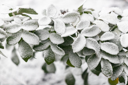 A branch covered in snow. The snow is covering the leaves and branches of the tree. The image has a...