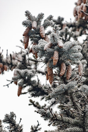 A tree with pine needles covered in snow. The snow is white and the needles are green. The snow is covering itの写真素材