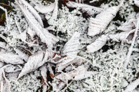 A close up of a snow covered ground with leaves and twigs. The snow is covering the leaves and...
