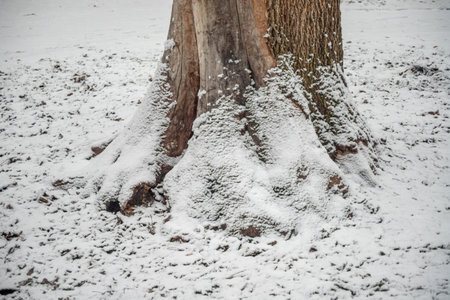 A tree trunk covered in snow. The snow is covering the tree trunk and the ground. The snow is white and fluffyの写真素材