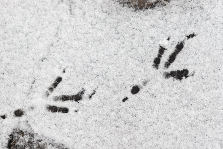 A pair of bird footprints in the snow. Concept of stillness and quietness, as the footprints are the only visible signs of life in the otherwise empty and snowy landscapeの写真素材