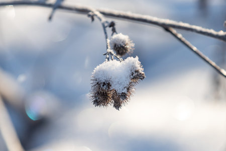 A branch with a flower covered in snow. The snow is white and the flower is brown. The image has a peaceful and serene moodの写真素材