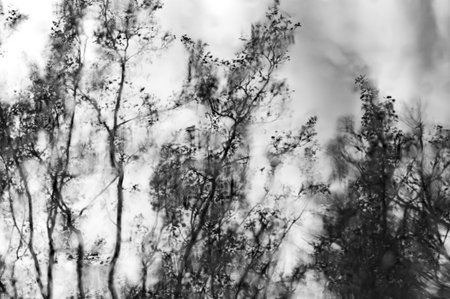 The image is a black and white photo of trees with a blurry background. The trees are tall and have...
